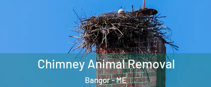  Chimney Animal Removal Bangor - ME