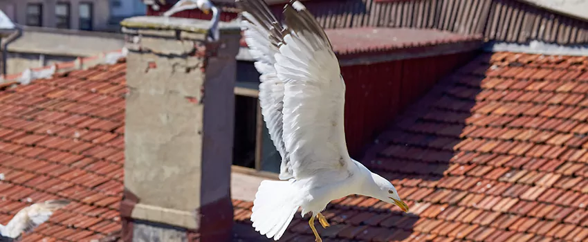 Residential Chimney Animal Removal Solution in Bangor, ME